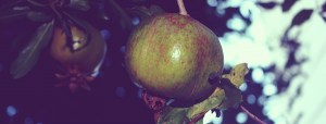 pomegranate